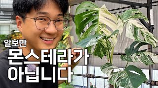 몬스테라 이름 세 가지 이상 댈 수 있으면 보지마세요