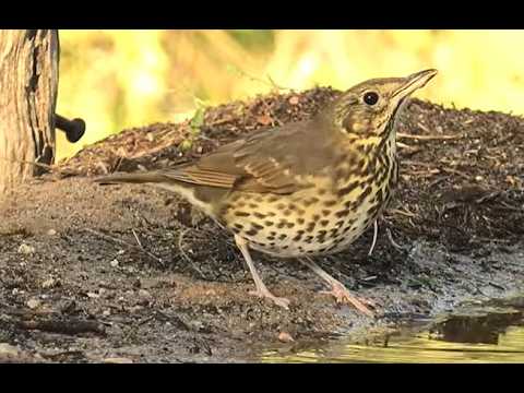 ZORZAL COMUN | SONG THRUSH | Turdus philomelos