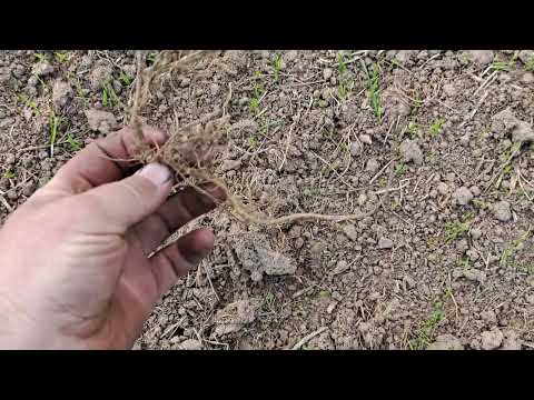 mechaniczne zwalczanie perzu / omówienie zasiewów # 225