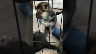 Shepherd Husky Puppies Videos