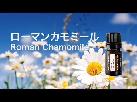 ローマンカモミール 植物