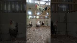 Download lagu cuan ayam arab petelur unggul mp3 Download lagu cuan ayam arab petelur unggul mp3