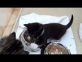 Tuxie Is Hungry