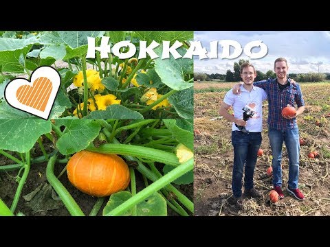 , title : 'Hokkaido Kürbis: Pflanzen, Anbau und Ernte'