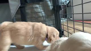 Puppies 3 Weeks Old