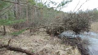 Woww..! I found a beaver home,first time in my life ✌️