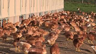 Thumbnail del capítulo