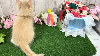 マンチカンの動画01