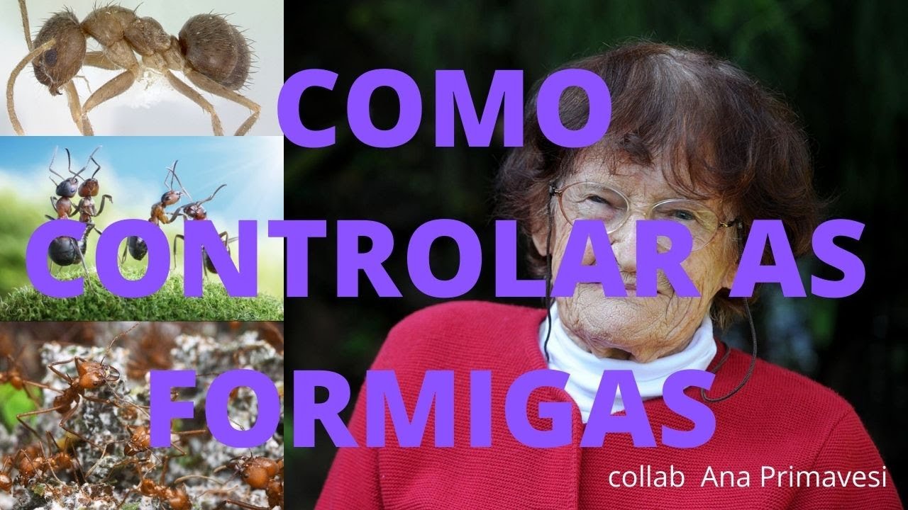 COMO CONTROLAR A FORMIGA SAÚVA ECOLOGICAMENTE - Collab Ana Primavesi