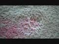 How To Remove A Red Kool Aid Stain From Carpet - Fast & Easy