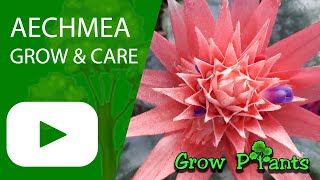 Aechmea - grow & care (Amazing houseplant)