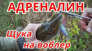 Ловля щуки на оке осенью с берега