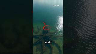 Download lagu 5 Biggest Fish In The Entire World #animals #wildlife mp3 Download lagu 5 Biggest Fish In The Entire World #animals #wildlife mp3