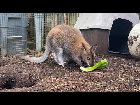 Home Safari - Wallaby Joey - Cincinnati Zoo