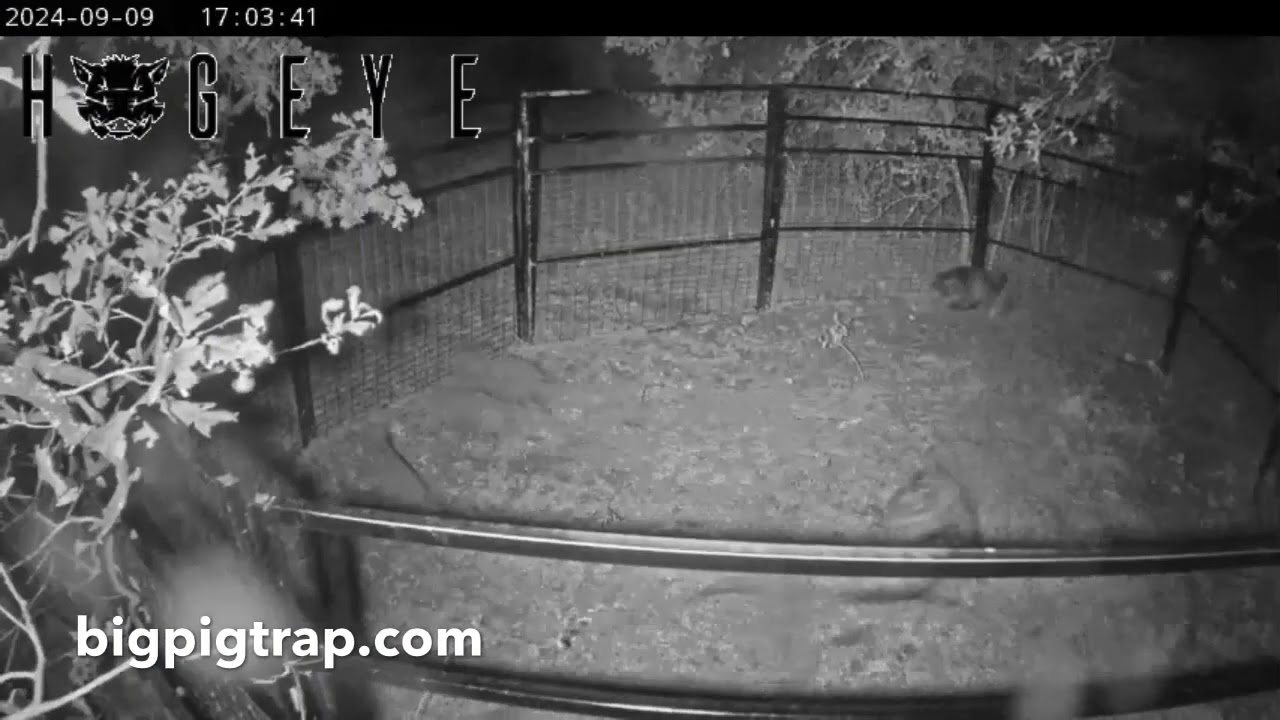 Trapping Hogs Made EASY with Big Pig Traps