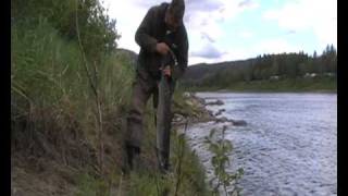 preview picture of video 'Namsen - Harling fishing for salmon 2008'
