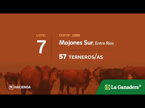 Lote Terneros/as en Mojones Sur
