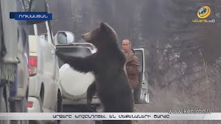 Արջերը խոչընդոտել են մեքենաների շարժը