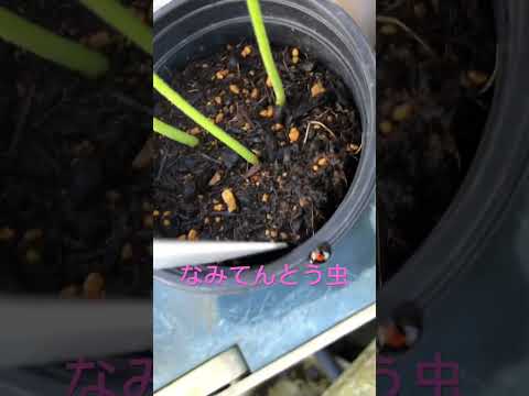 園芸 てんとう虫のエイベンズ