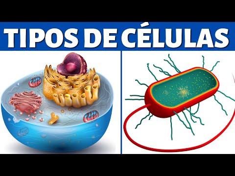 Cell types: eukaryotes and prokaryotes (cellular organelles and differences)🦠