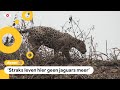 Jaguars in de problemen door bosbranden