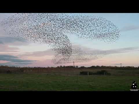 Starling Murmuration with amazing sound from the starlings.