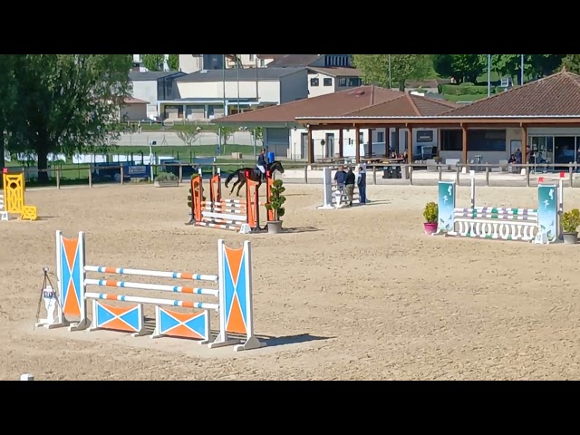 Entire Selle Fran&ccedil;ais For sale 2022 Black