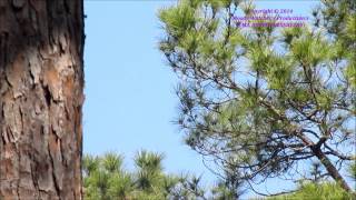 preview picture of video '[HD] Columbus A.F.B | JHT&T | Beech T-1A Jayhawk Playing Hide and Seek In The Tree's © 2014.wmv'
