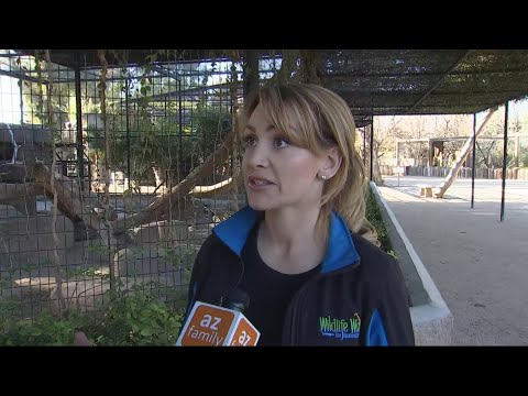 Wildlife World Zoo spokeswoman speaks on jaguar attack