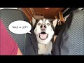 Dog directs owner to its favourite place, This is Hilarious!
