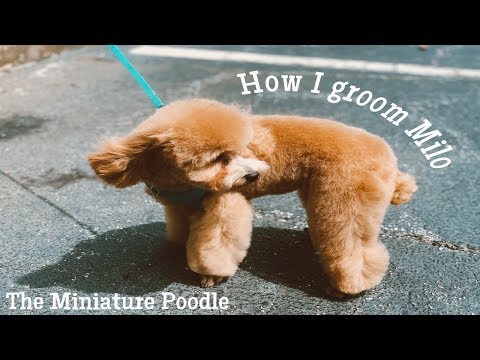 How I Groom a Mini Poodle in a Teddy Bear Clip ✂️