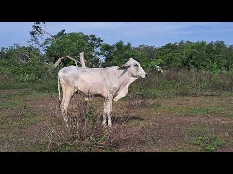 Hermosa novilla ubicada en la Isla Providencia - Zambrano Bolivar.
