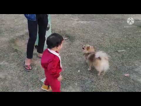 Rimsha ki pehli bar dog ke sath khelne ki khushi #rimsha #babygirl #rimsha&mumma