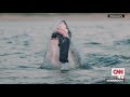 Shark Week 2023: Unbelievable Great White Shark Encounter – Diver Attacked Inside Cage!