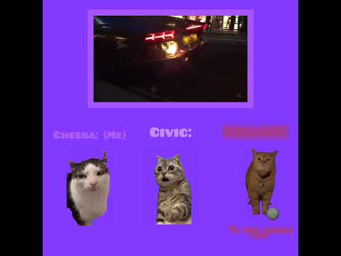 CAT MEMES 🐱 I showed Civic what happens if he revs his car holding the rev limiter for too long!