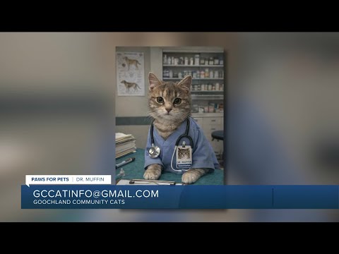 Paws for Pets: Dr. Muffin, a cute kitten who likes to be held & cuddled - YouTube