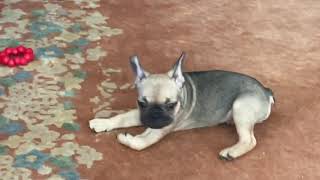 Video preview image #1 French Bulldog Puppy For Sale in COTATI, CA, USA