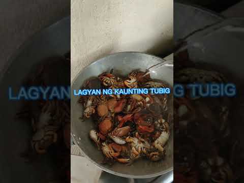 PAANO MAGLUTO NG TALANGKA O SHORE CRAB WITH OYSTER SAUCE