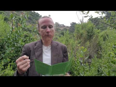 Did God Give Permission to Eat Animals after the Flood?