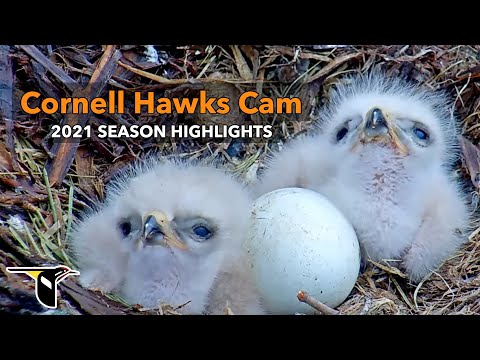2021 Cornell Hawks Cam Season Highlights | Cornell Lab