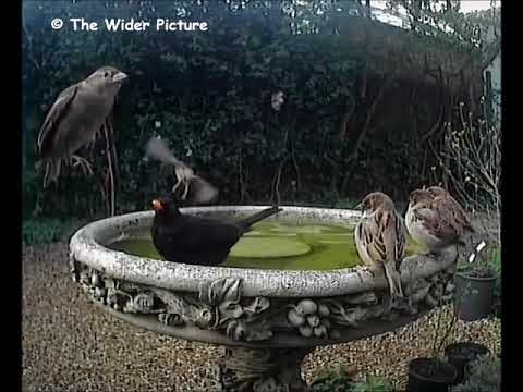 Bird Bath 060121