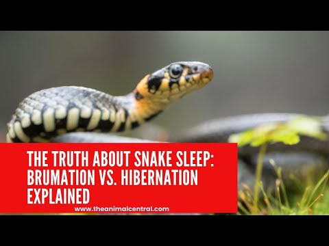 The Truth About Snake Sleep Brumation vs  Hibernation Explained