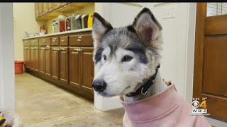 Abused dogs get second chance at Shultz's Guest House in Dedham