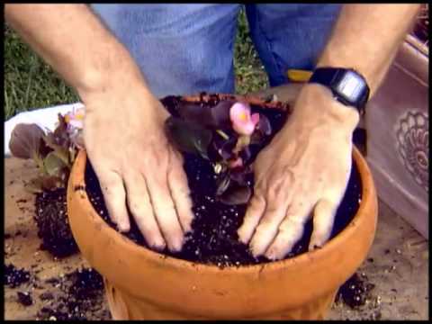 Squirrel Protection with Walter Reeves