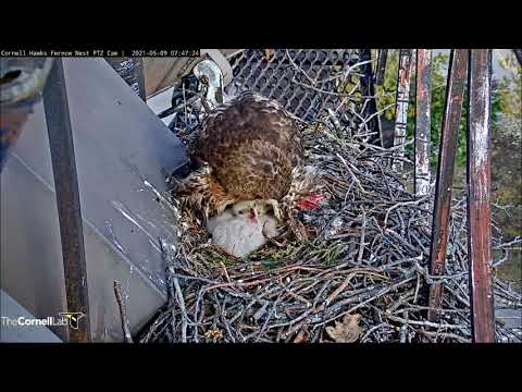 Cornell Red-Tailed Hawks 09.05.2021 07:41