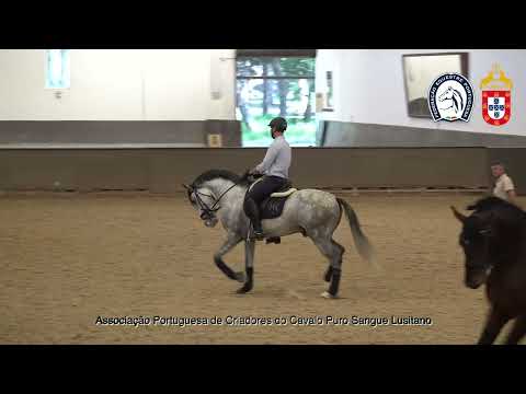 230417 5 Proj Ensino APSL&FEP - Pedro Sousa com Ouro da Malhadinha