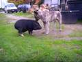 Pot Belly Pig Valentino Dog Cicero