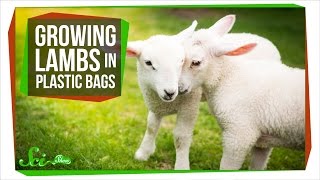 Growing Lambs in High-Tech Plastic Bags