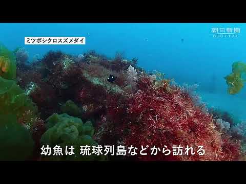 南方の魚 - 定義