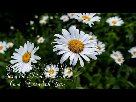 Đời hoa trắng - Lưu Ánh Loan